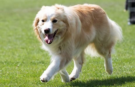 Výsledky Špeciálnej výstavy Border collie club Slovakia, 13.5.2017