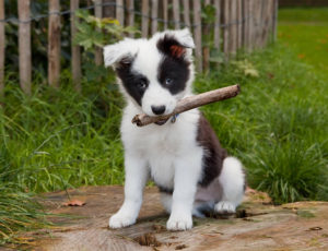 Border collie club Slovakia