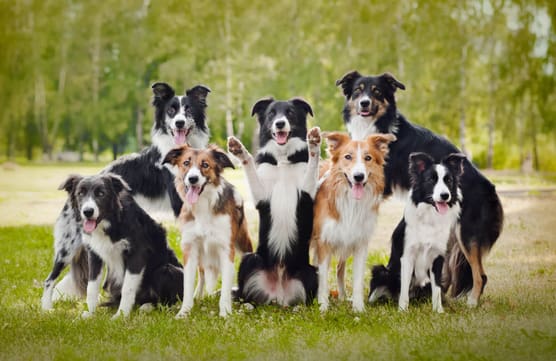 Border collie club Slovakia