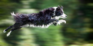 Border collie club Slovakia