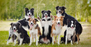 Border collie club Slovakia