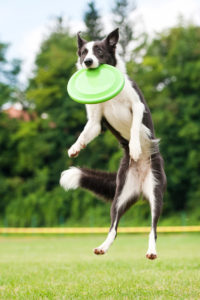 Border collie club Slovakia