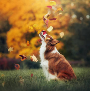 Border collie club Slovakia