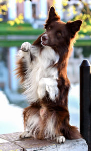 Border collie club Slovakia