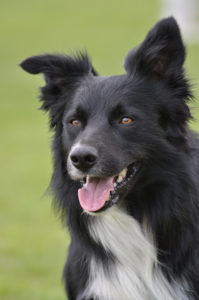 Fenrir Ferenčík