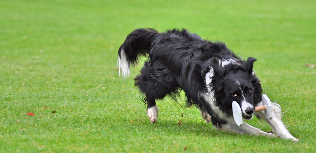 výsledky z MSR Border collie 2017