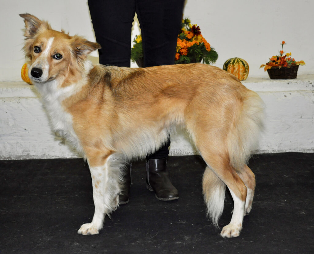 TANWEN Rubínové srdce - chovná suka Border collie