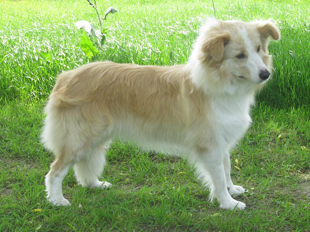 Unikát Gold of Red-Moon Rising chovná suka Border collie