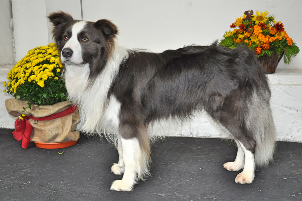 Chovný pes Border collie Jackpot Nebeský sen