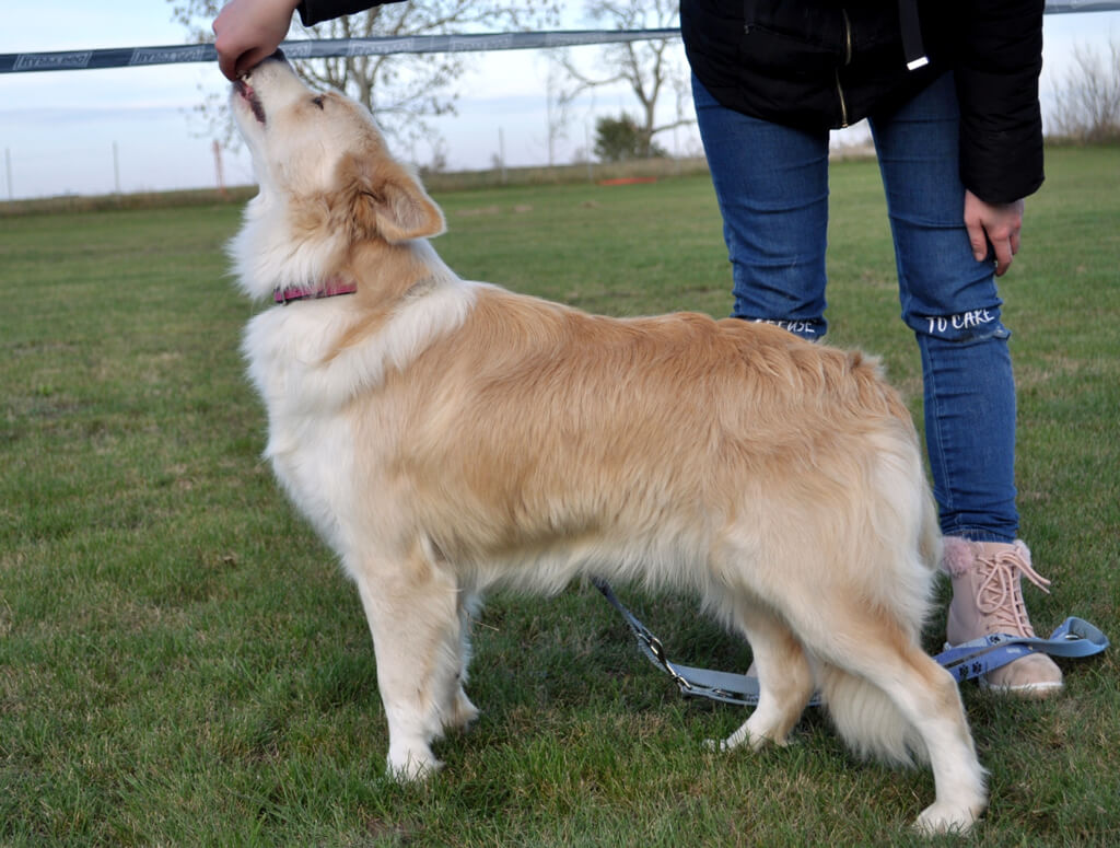 Beauty Sophie Vasky Dog