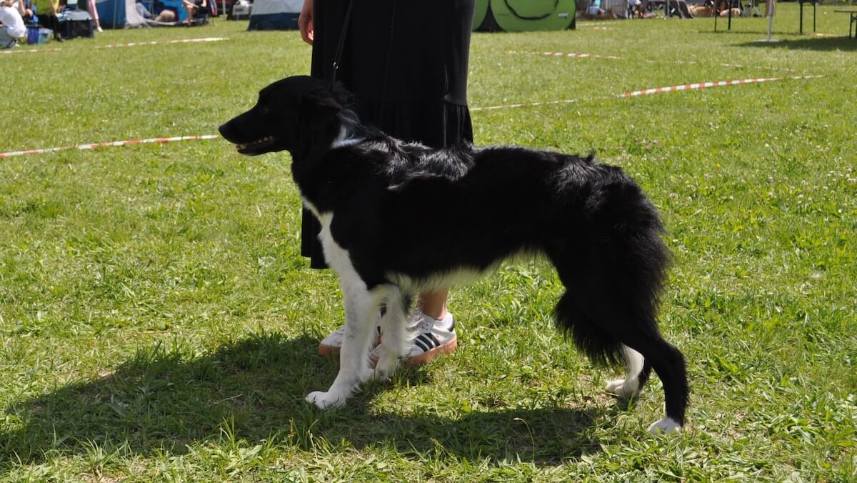 Black Clever Trixie Breembark