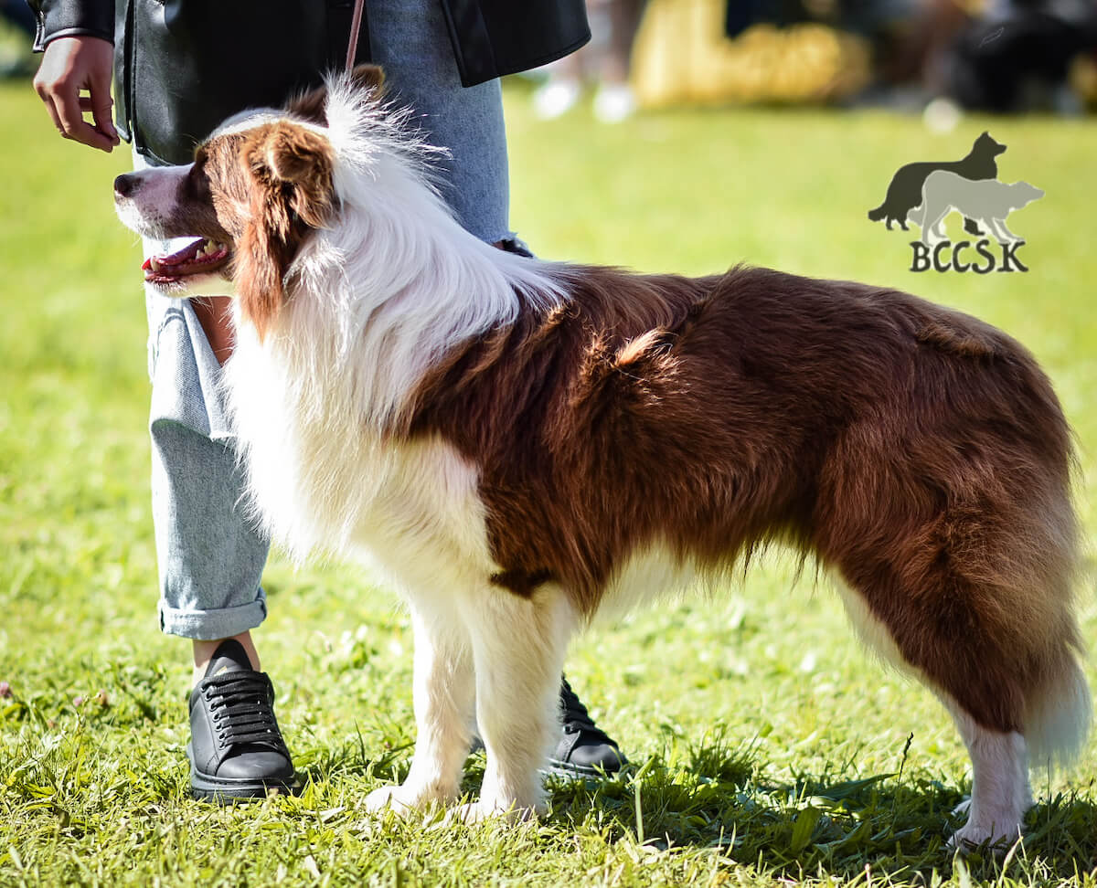 Buster Brown Iselle von Goldenstein